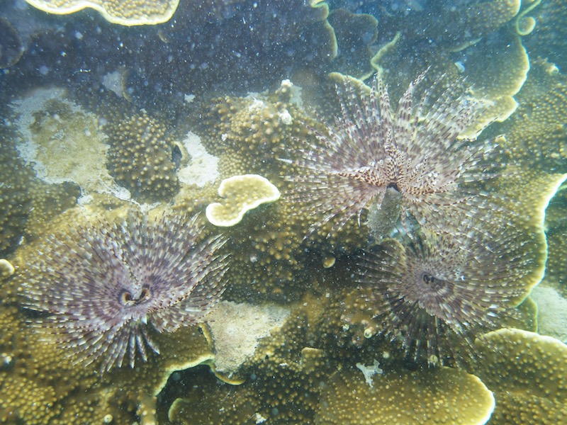 Fanworm-Semakau-Reef-Dive