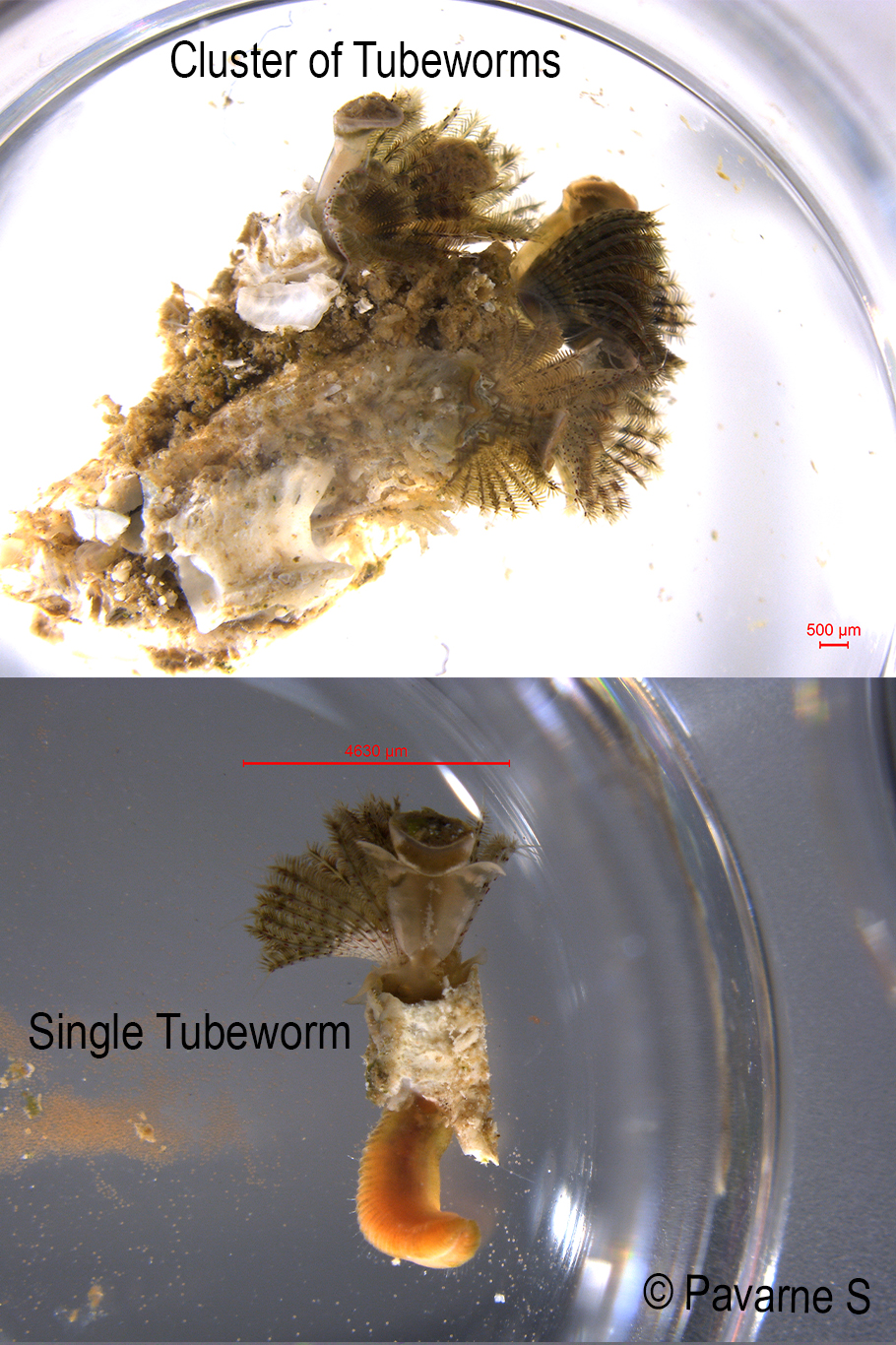 1_adult_banner-tubeworm