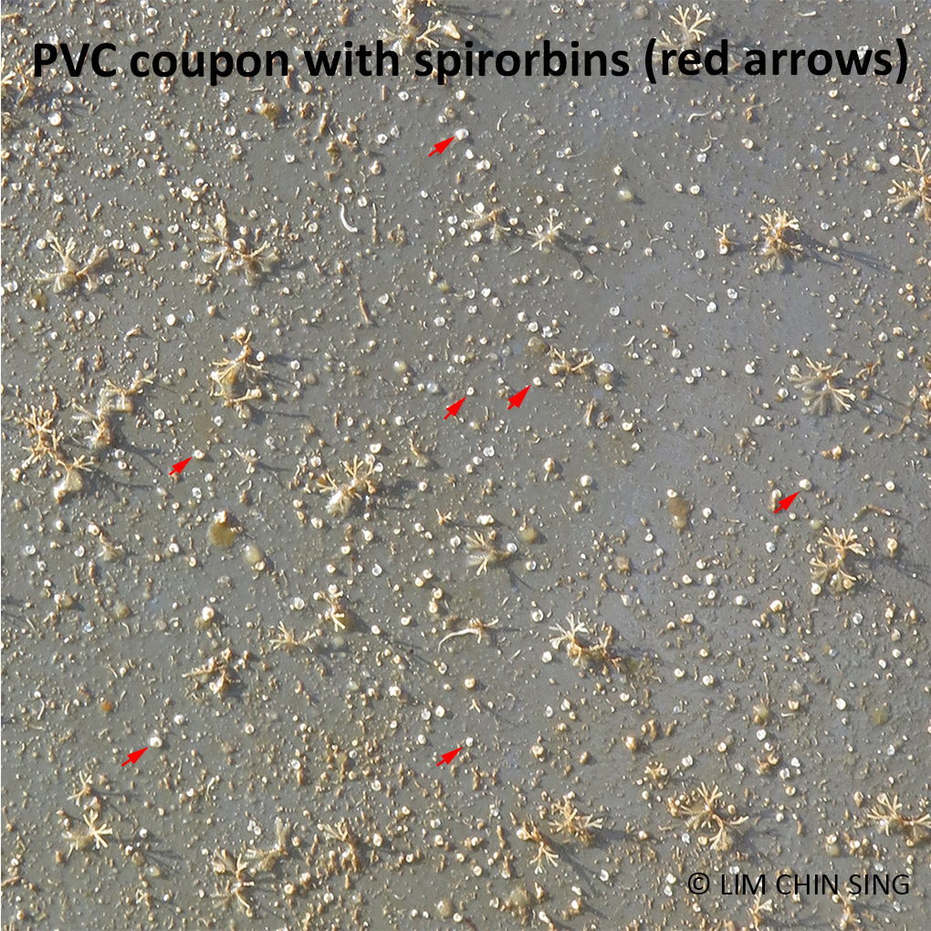 2_PVC-spirorbin-snapshot_03