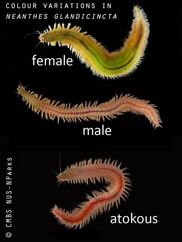 International Polychaete Day Feature Series I – St John's Island ...
