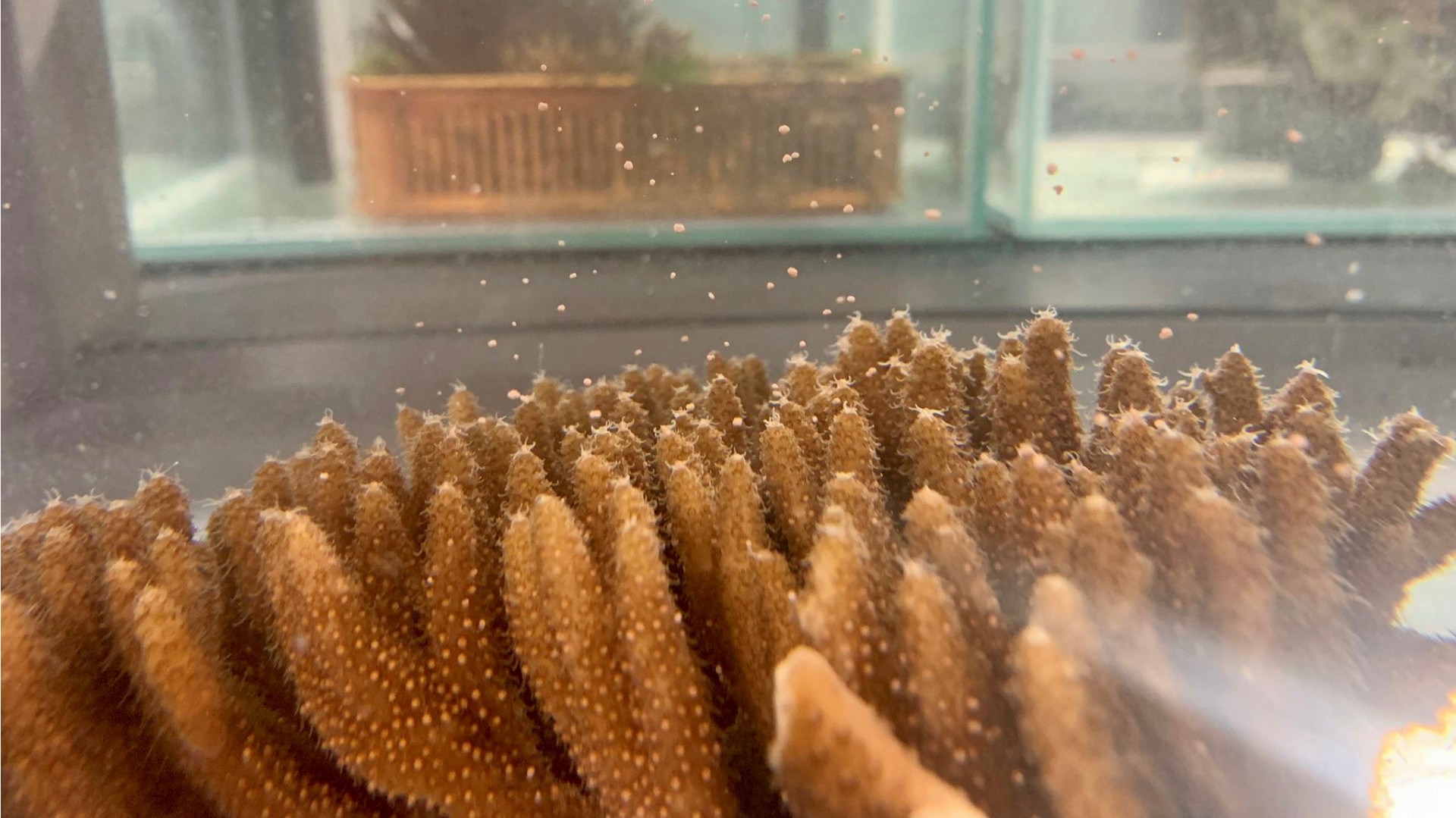 Birthing new corals