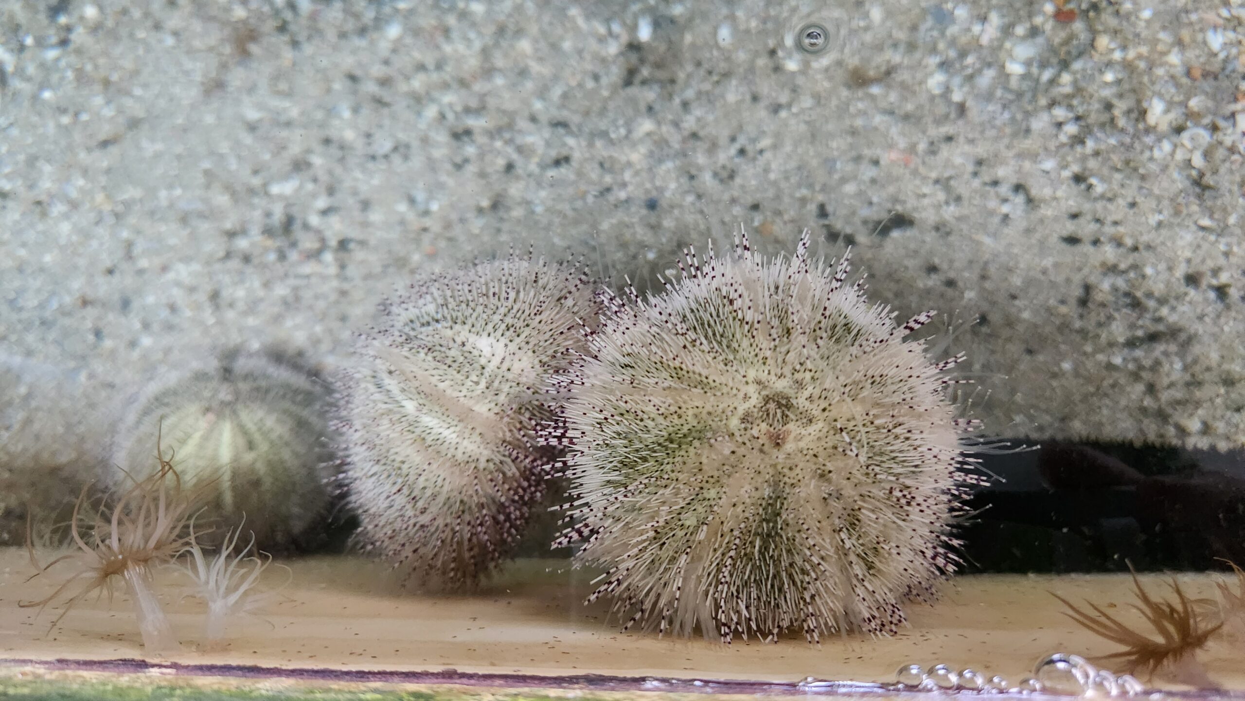 Sea Urchin 1