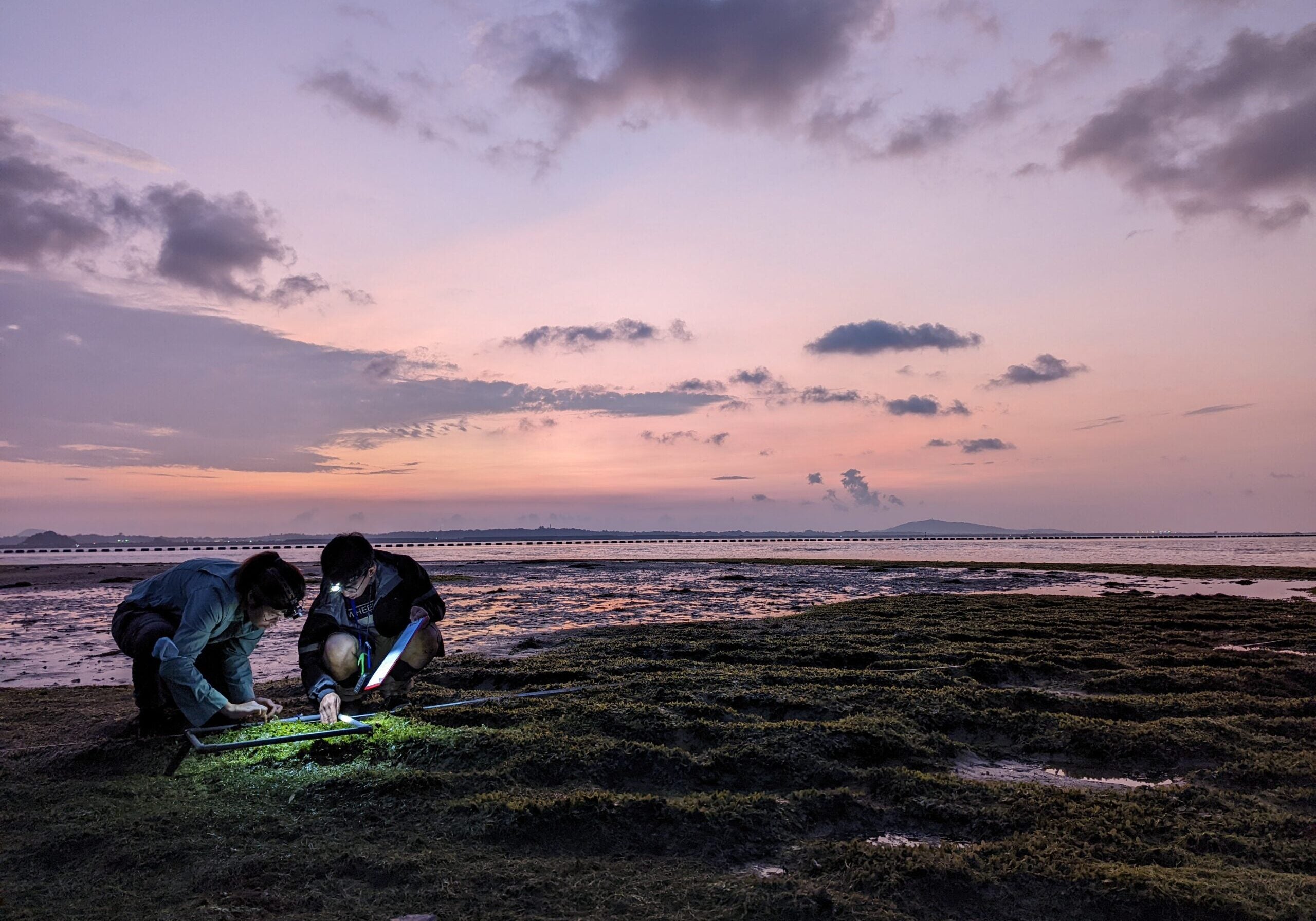 Seagrass Survey Fung Tze Kwan and Adrian Dwi Putra Credit Debby Ng [93]